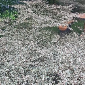 Meet your Posher, Joveil